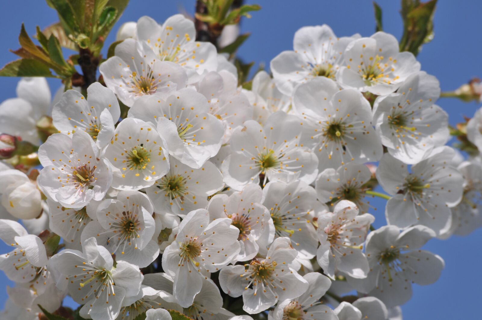 Nikon D300 sample photo. Cherry, april, easter photography
