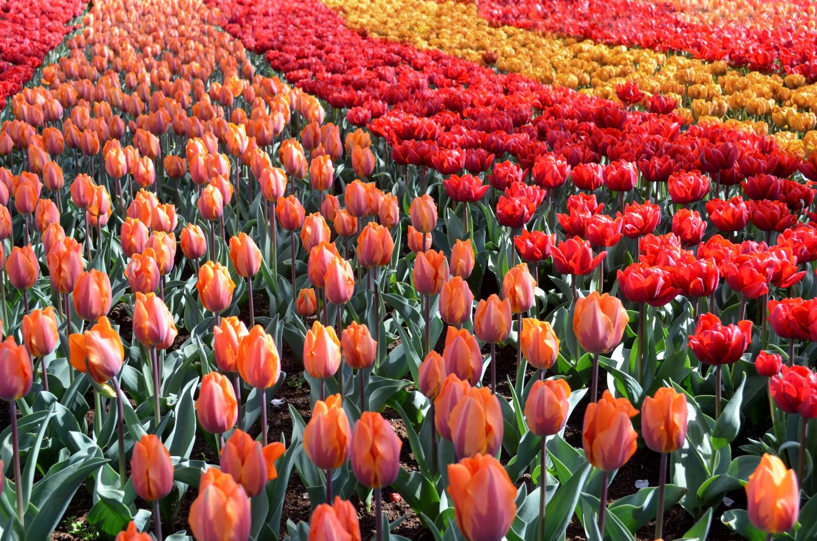 Nikon D5100 sample photo. Tulip, dutch, garden photography