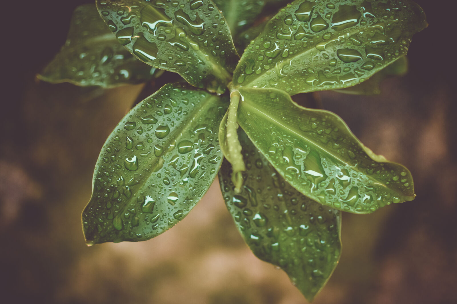 Nikon D3200 + Nikon AF-S DX Nikkor 35mm F1.8G sample photo. Rainy, leaf, close, up photography