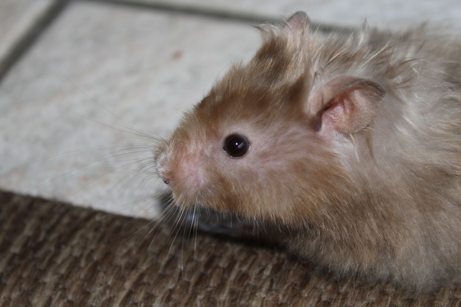 Canon EOS 1200D (EOS Rebel T5 / EOS Kiss X70 / EOS Hi) sample photo. Hamster, nager, rodent photography