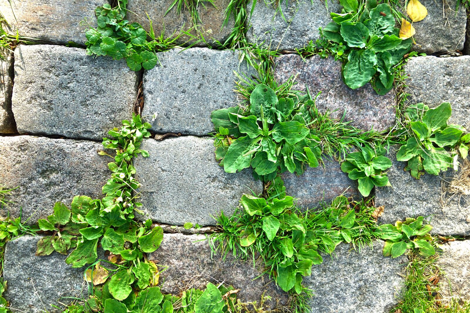 Sony Cyber-shot DSC-RX100 sample photo. Stone, cobble, cobblestone photography