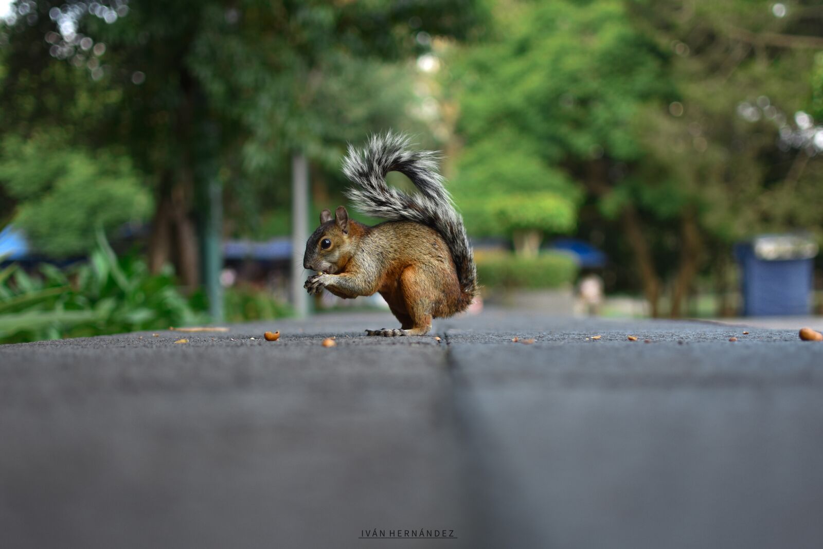 Nikon D3400 sample photo. Squirrel, animal, rodent photography