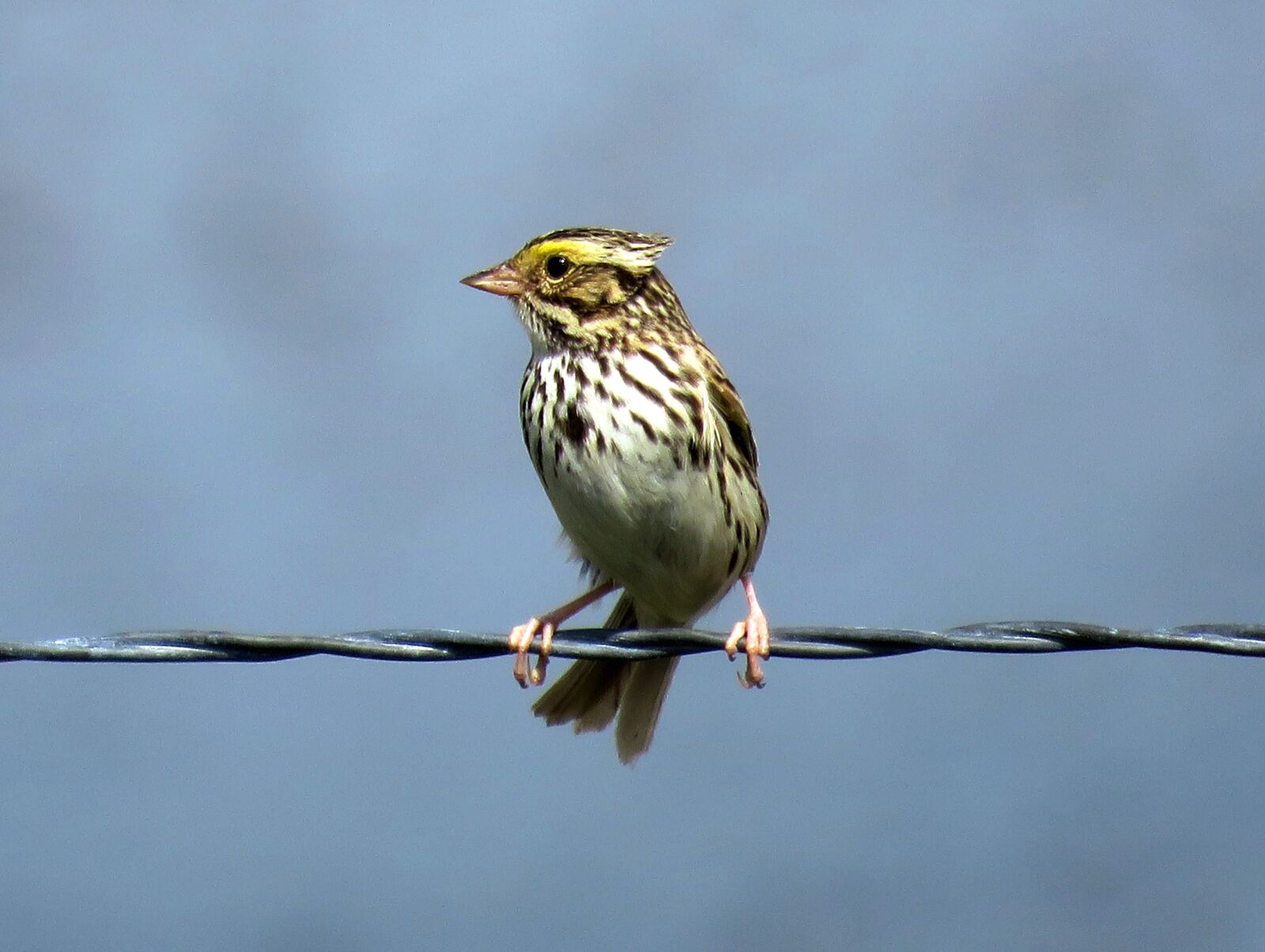 Canon PowerShot SX60 HS sample photo. Savannah sparrow, wild bird photography