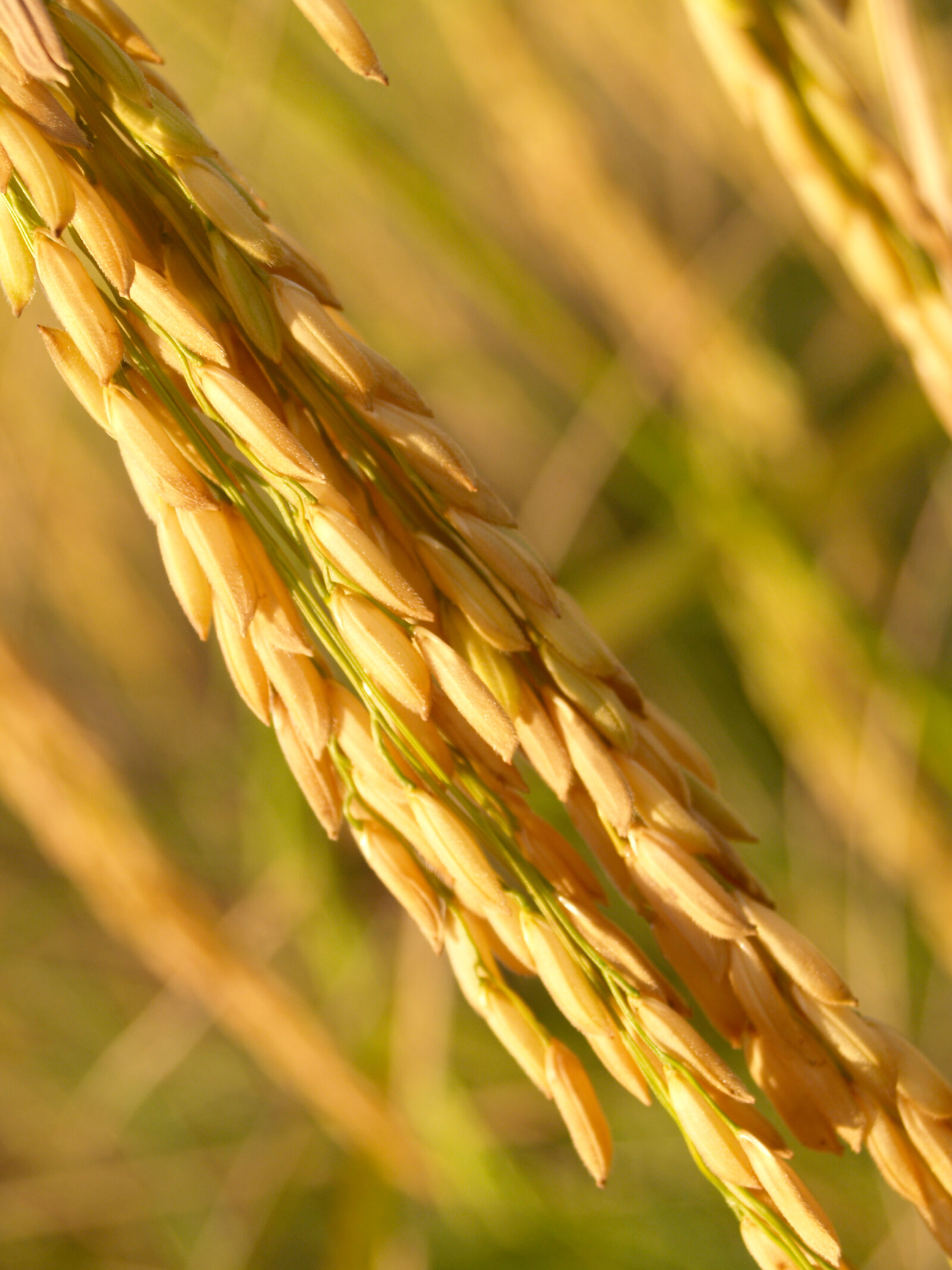 Olympus E-300 (EVOLT E-300) sample photo. Agriculture, asia, autumn, barley photography