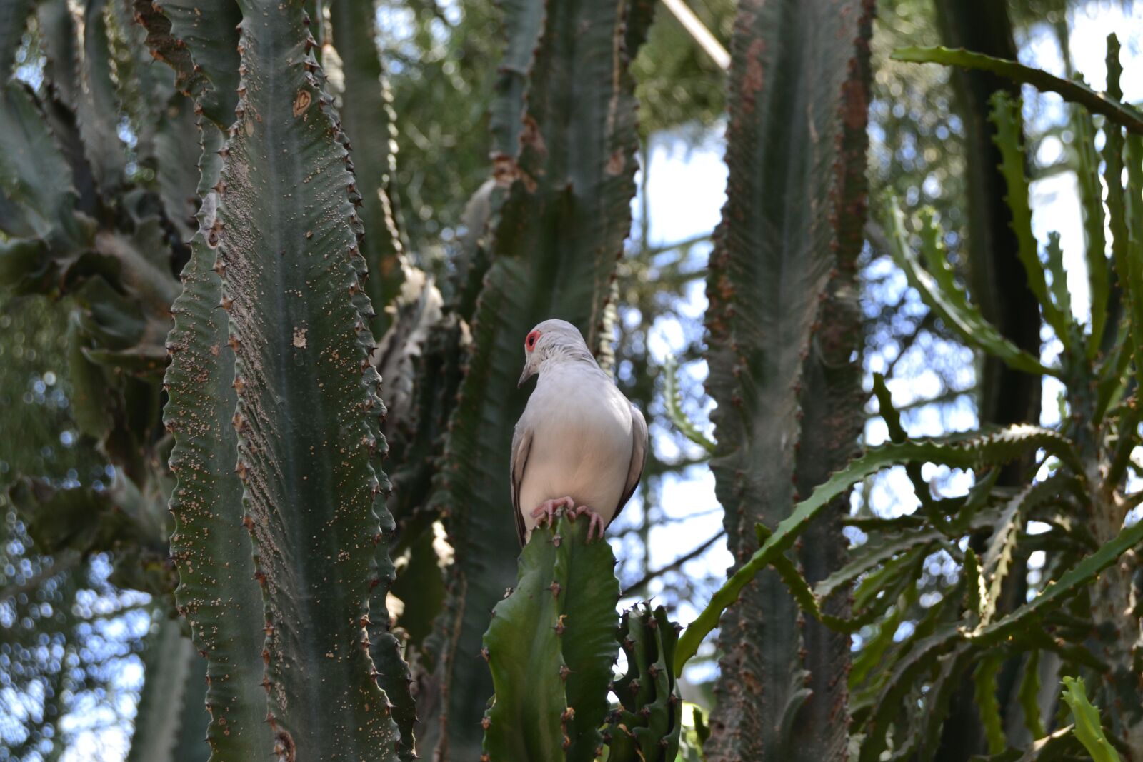 Nikon D3100 sample photo. Bird, cactus, quiet photography