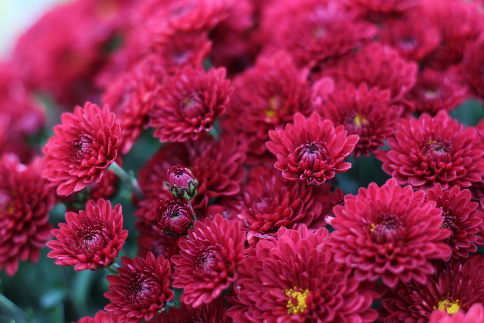 Canon EOS 700D (EOS Rebel T5i / EOS Kiss X7i) sample photo. Chrysanthemum, red flowers, red photography