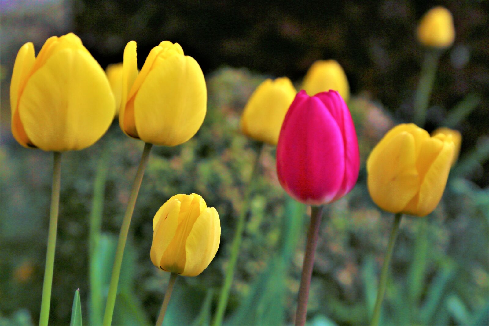Canon EOS 5D Mark III sample photo. Tulips, nature, plant photography