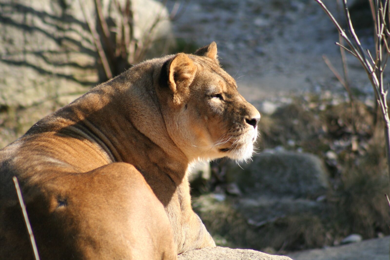 Canon EOS 350D (EOS Digital Rebel XT / EOS Kiss Digital N) sample photo. Lion, fur, animal photography