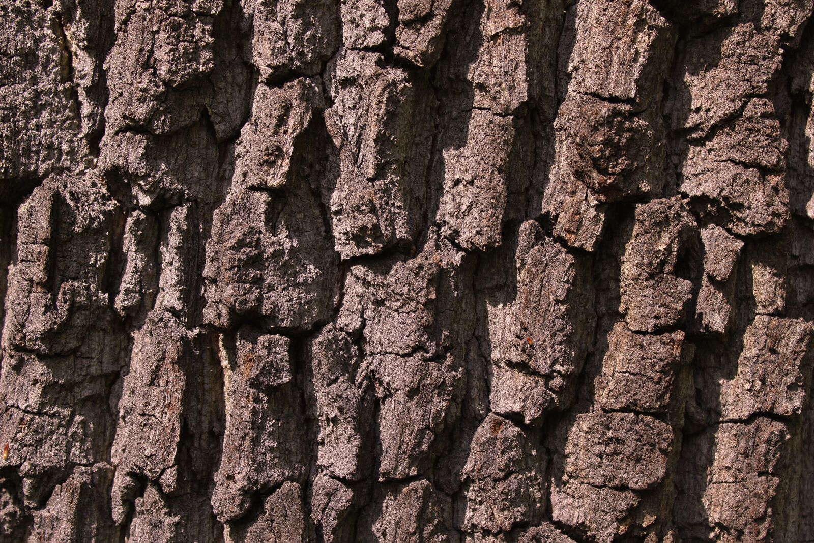 Canon EOS 100D (EOS Rebel SL1 / EOS Kiss X7) sample photo. Bark, tree, tree bark photography