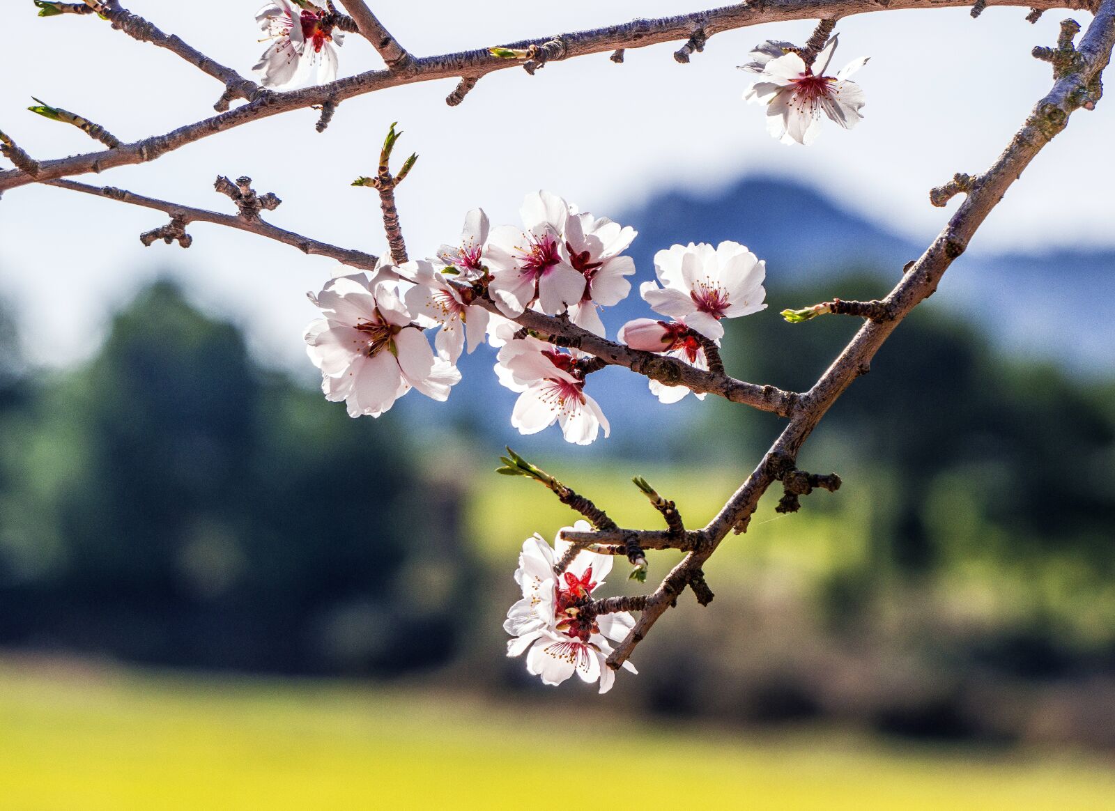 Sony E 55-210mm F4.5-6.3 OSS sample photo. Tree, flower, branch photography