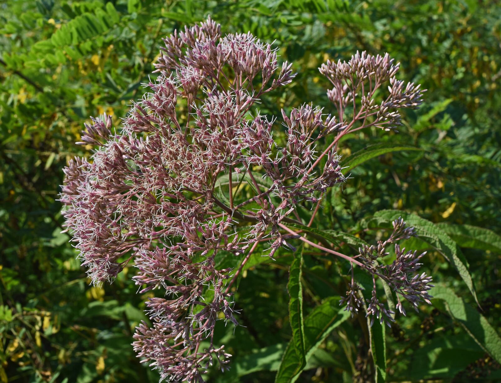 Nikon D3300 sample photo. Joe-pye weed, flower, blossom photography