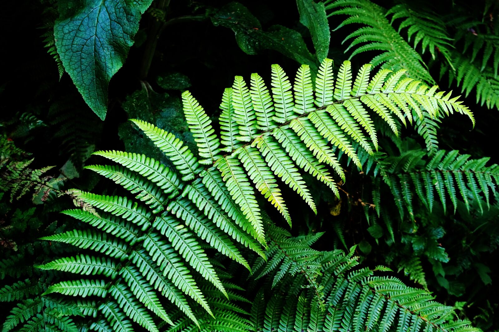 Sony DSC-RX100M5 sample photo. Fern, green, forest photography