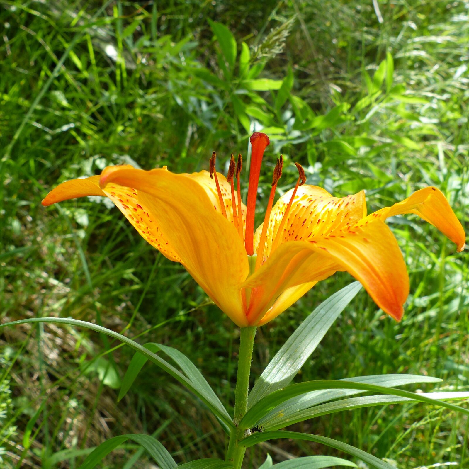 Panasonic Lumix DMC-FZ200 sample photo. Flowers, nature, macro photography