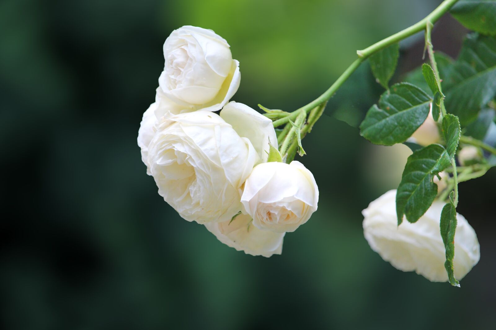Canon EF-S 55-250mm F4-5.6 IS STM sample photo. Rose, white, nature photography