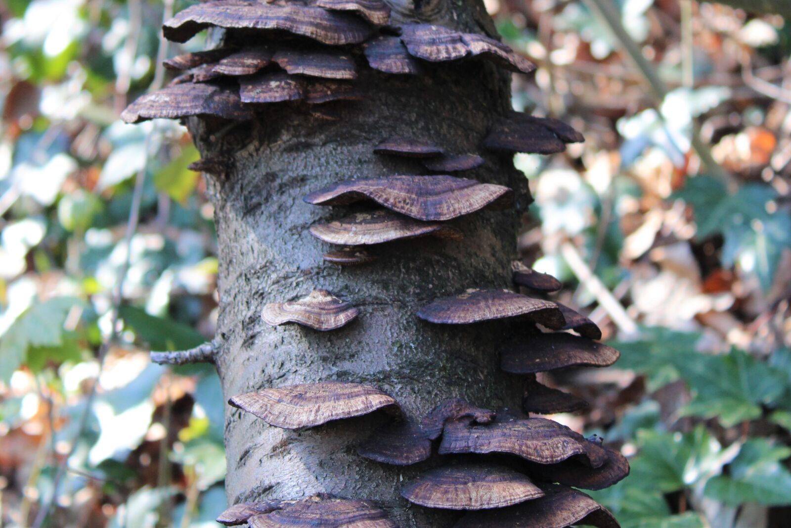 Canon EOS 2000D (EOS Rebel T7 / EOS Kiss X90 / EOS 1500D) sample photo. Mushrooms, tree, forest photography