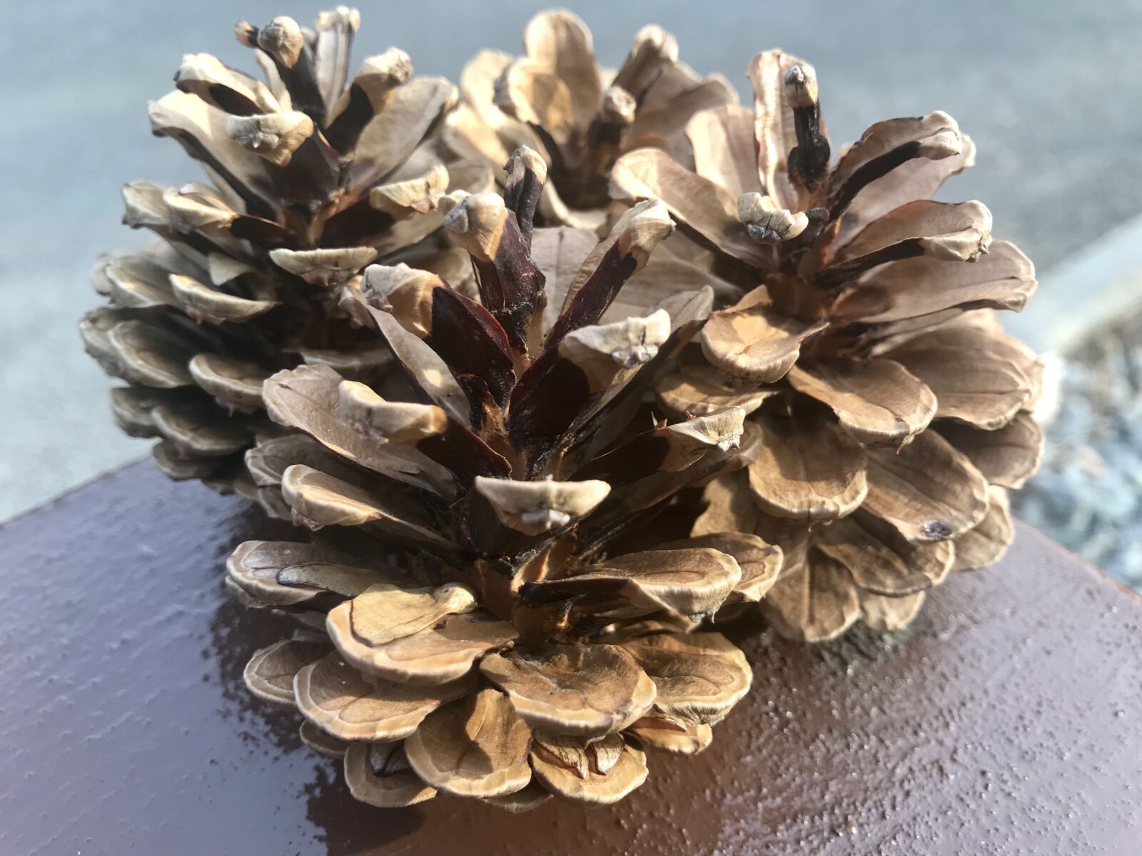 Apple iPhone 7 sample photo. Cones, forest, nature photography
