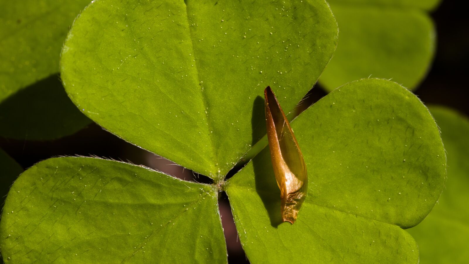 Canon EOS 7D sample photo. Klee, sorrel, forest photography