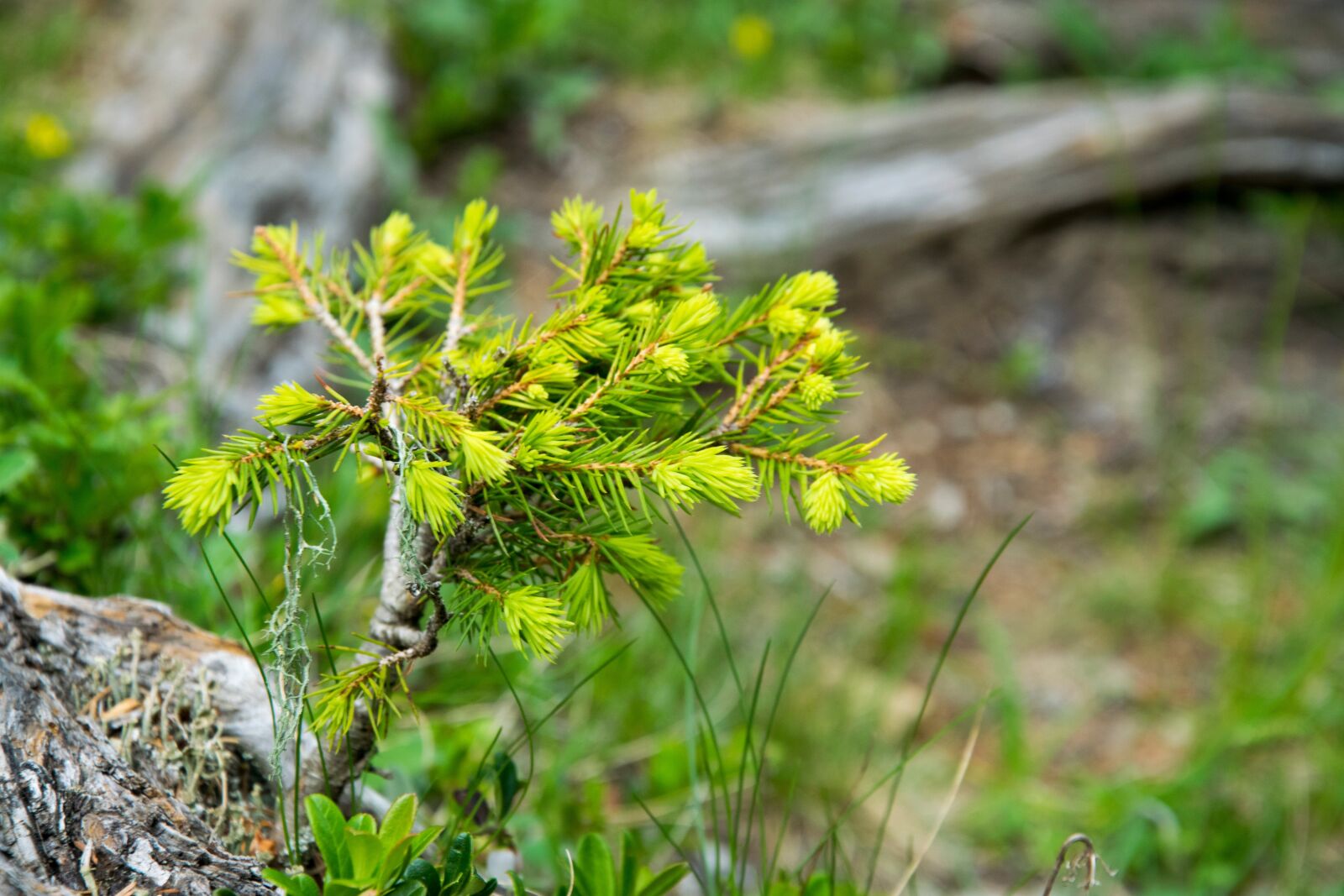 Nikon D5300 sample photo. Pine, scion, tree photography
