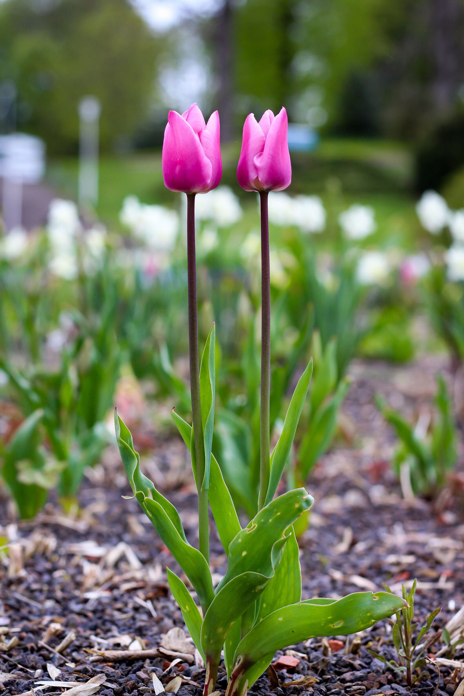 Canon EOS 700D (EOS Rebel T5i / EOS Kiss X7i) sample photo. Tulips, flowers, blossom photography