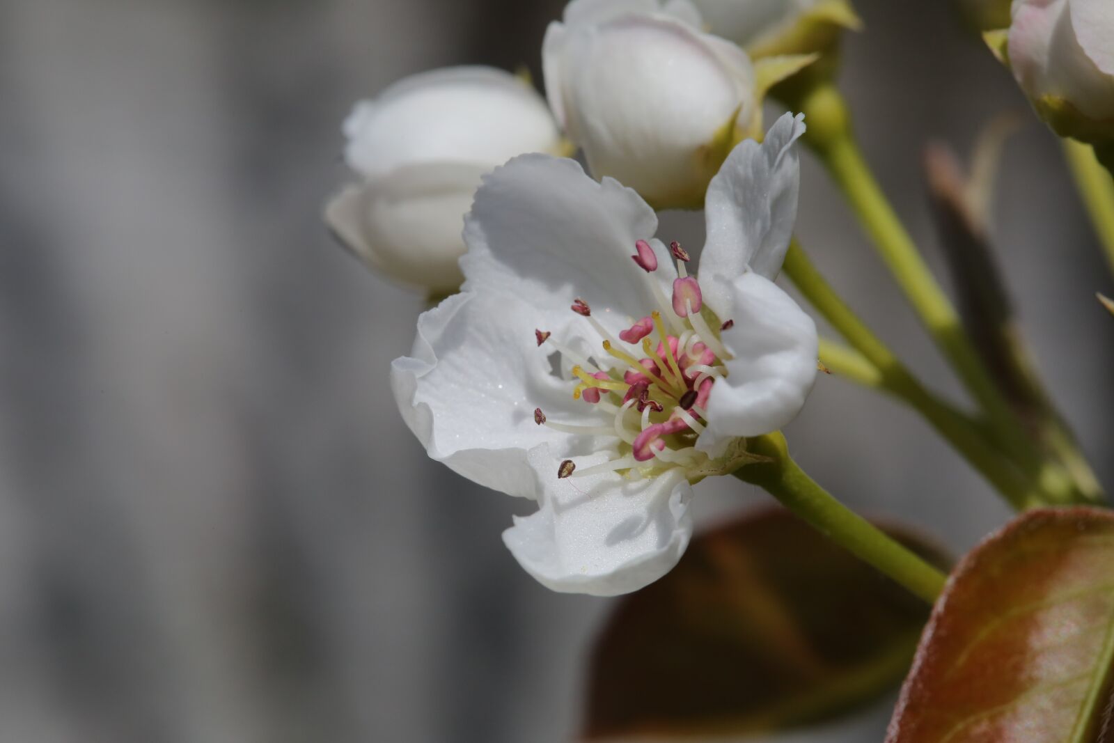 Canon EF 100mm F2.8 Macro USM sample photo. Pistil, white flower, spring photography