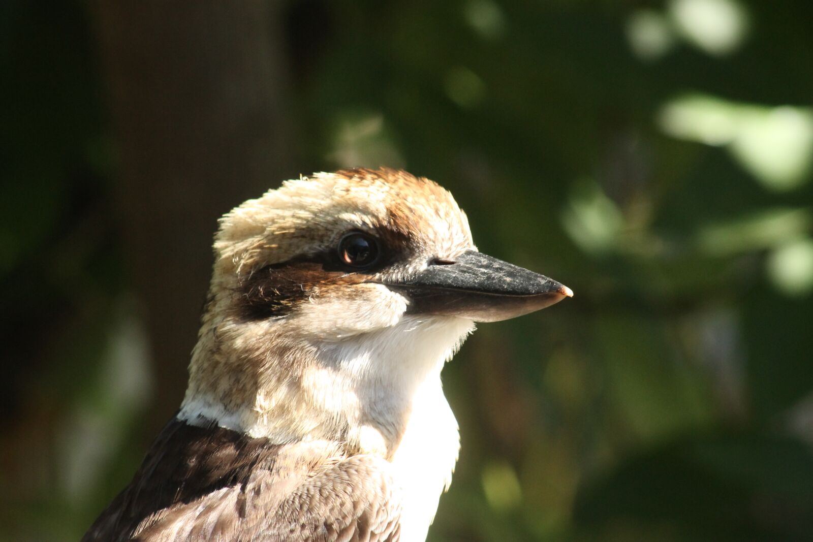 Canon EF 75-300mm f/4-5.6 sample photo. Kookaburra, bird, native photography