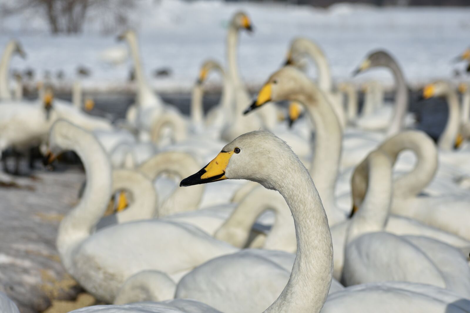 Nikon D7200 sample photo. Animal, lake, waterside photography