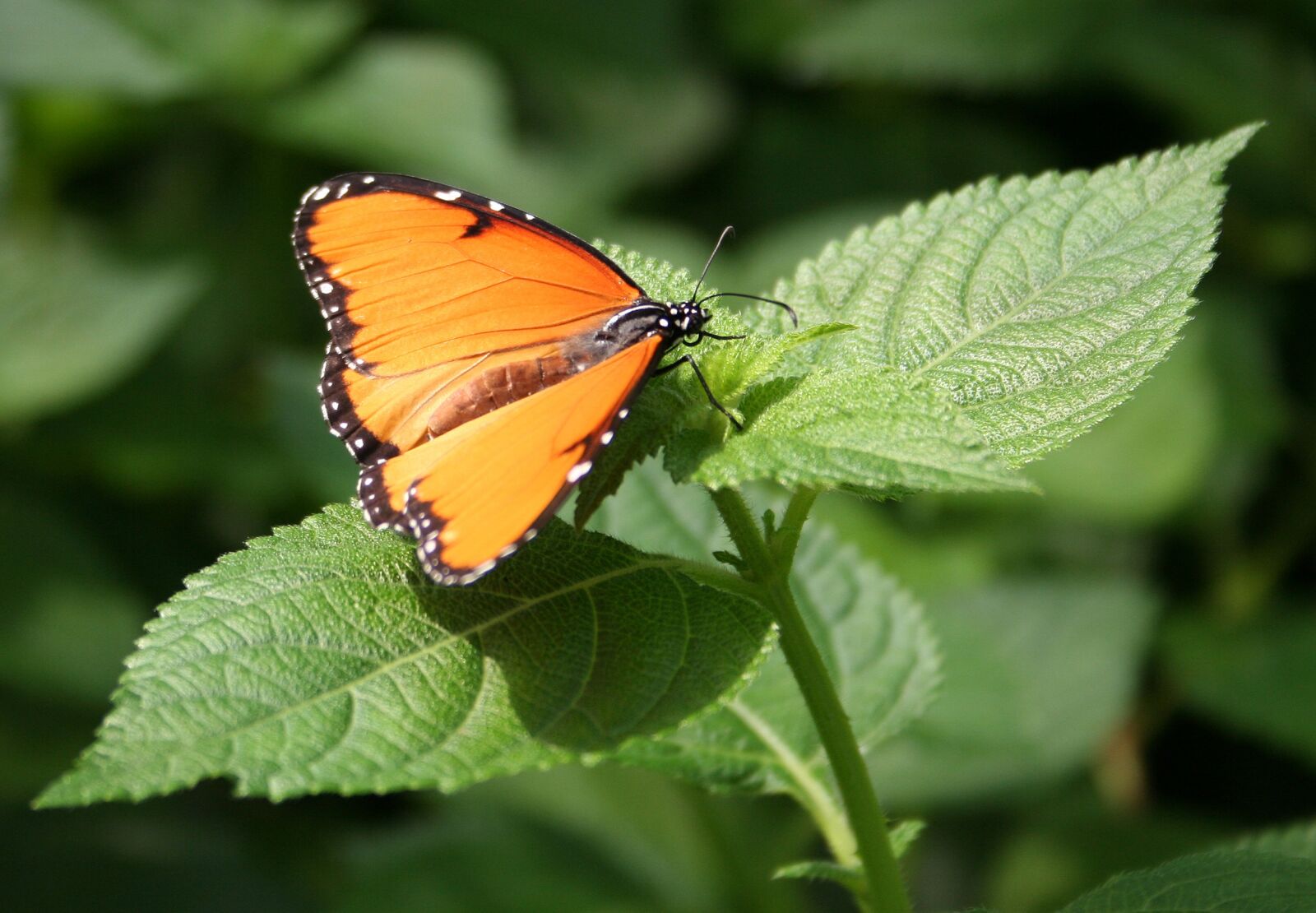 Canon EOS 350D (EOS Digital Rebel XT / EOS Kiss Digital N) sample photo. Butterfly, insect, public record photography
