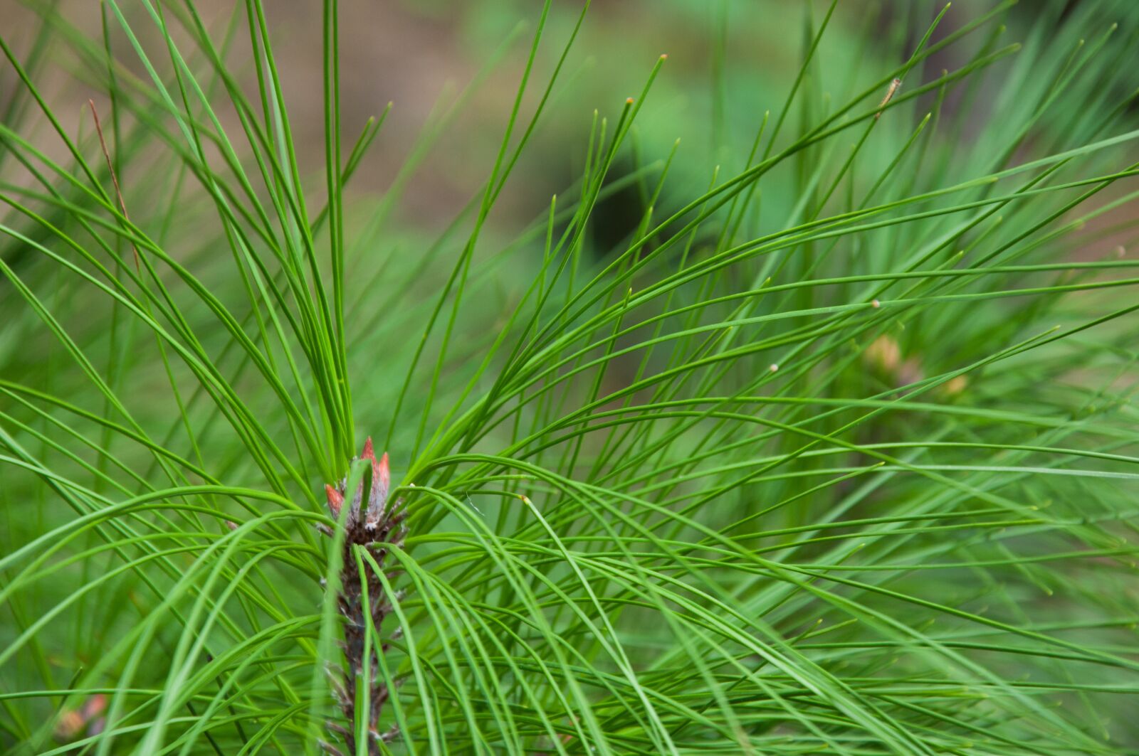Nikon D90 sample photo. Green, leaf, plant photography