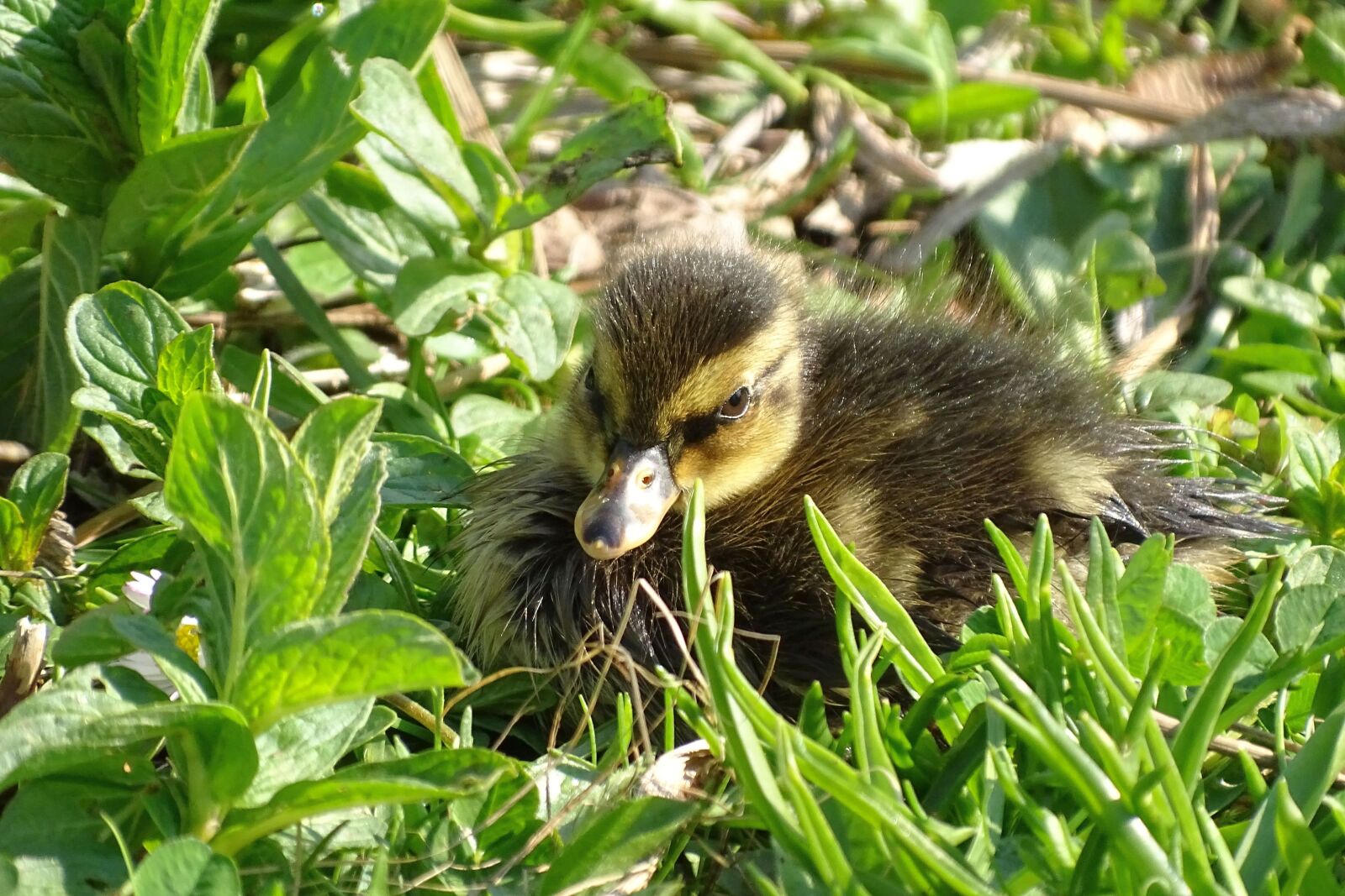 Sony Cyber-shot DSC-HX400V sample photo. Ducklings, fluffy, cute photography