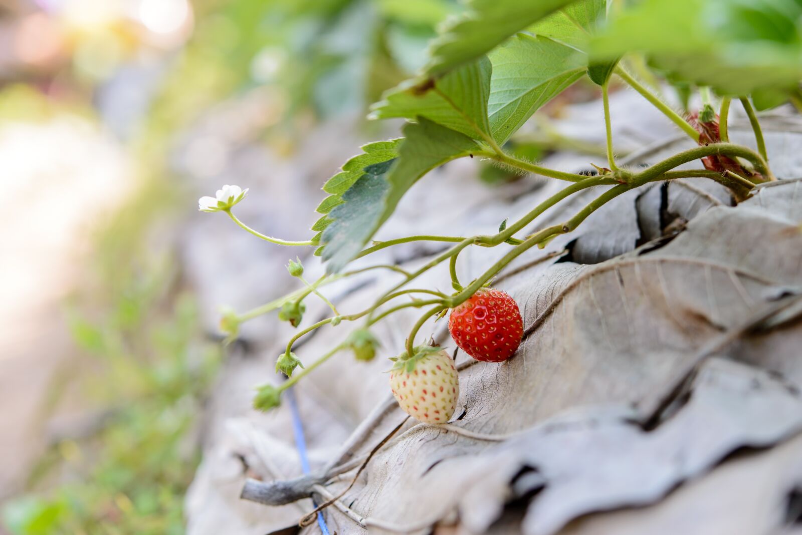 Nikon D610 sample photo. Strawberries, fresh, strawberry photography
