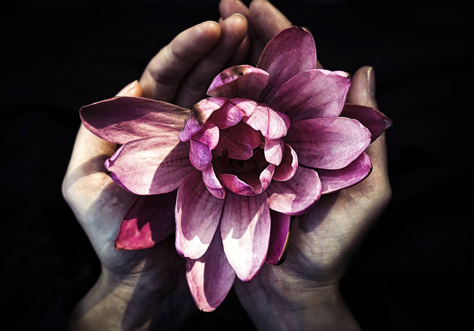 Sony a7 + Sony FE 28-70mm F3.5-5.6 OSS sample photo. Lotus, blessing, pray photography