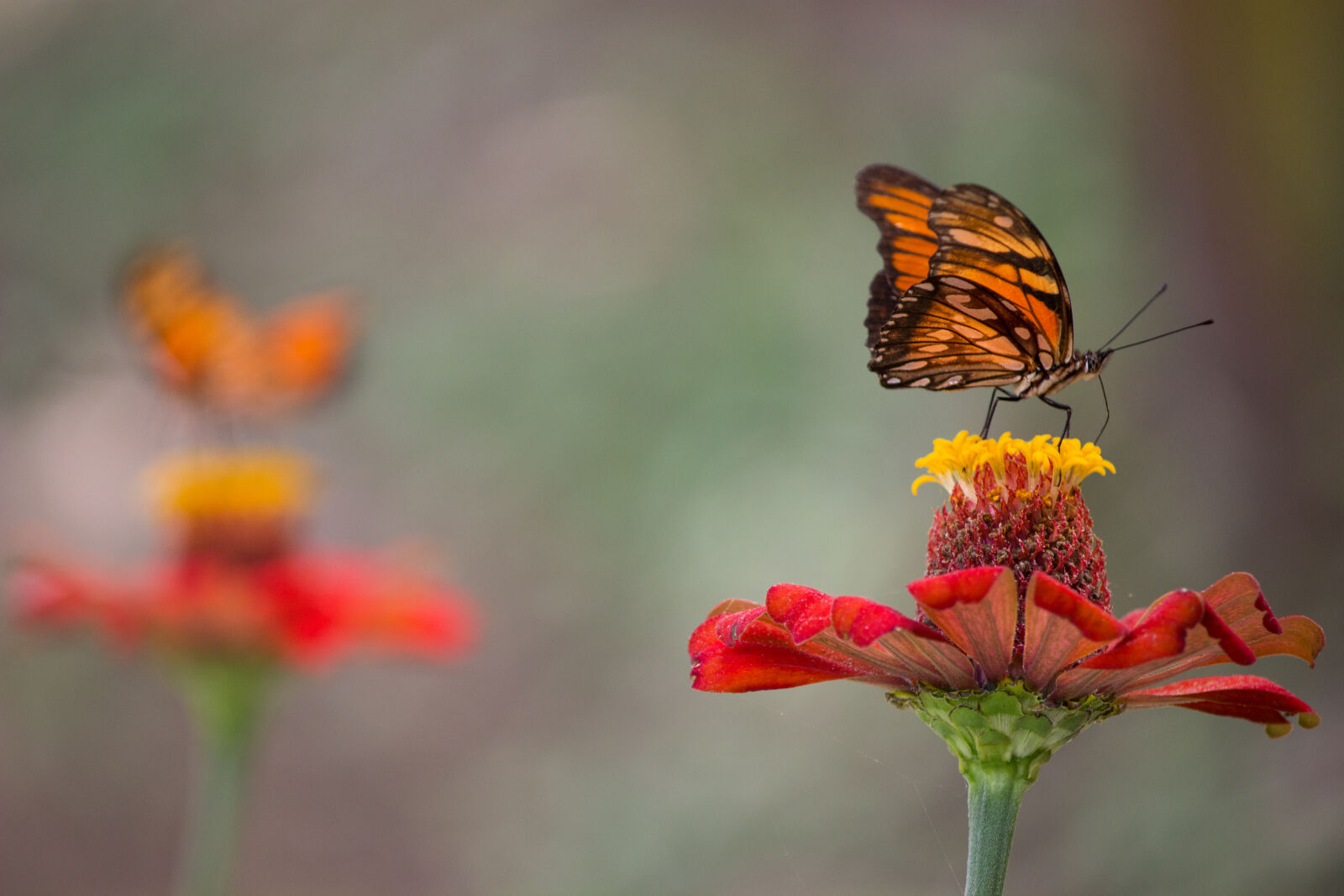 Canon EOS 600D (Rebel EOS T3i / EOS Kiss X5) sample photo. Butterfly, butterfly, on, a photography