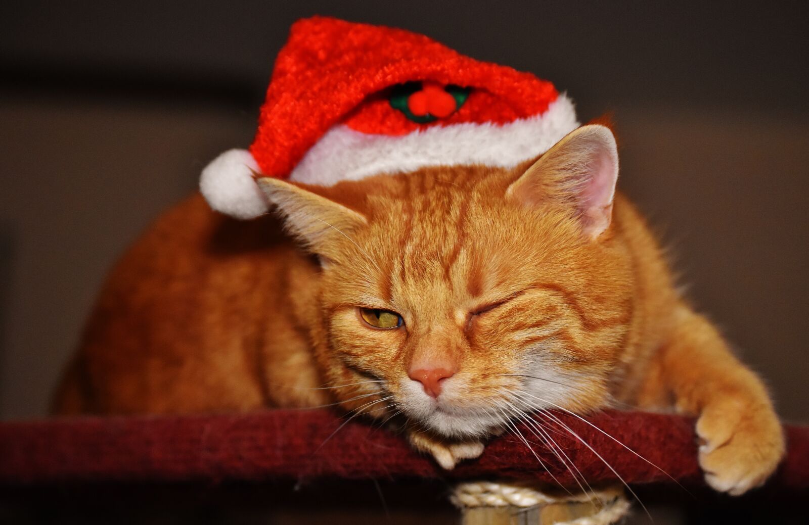 Nikon D7200 sample photo. Cat, red, christmas photography