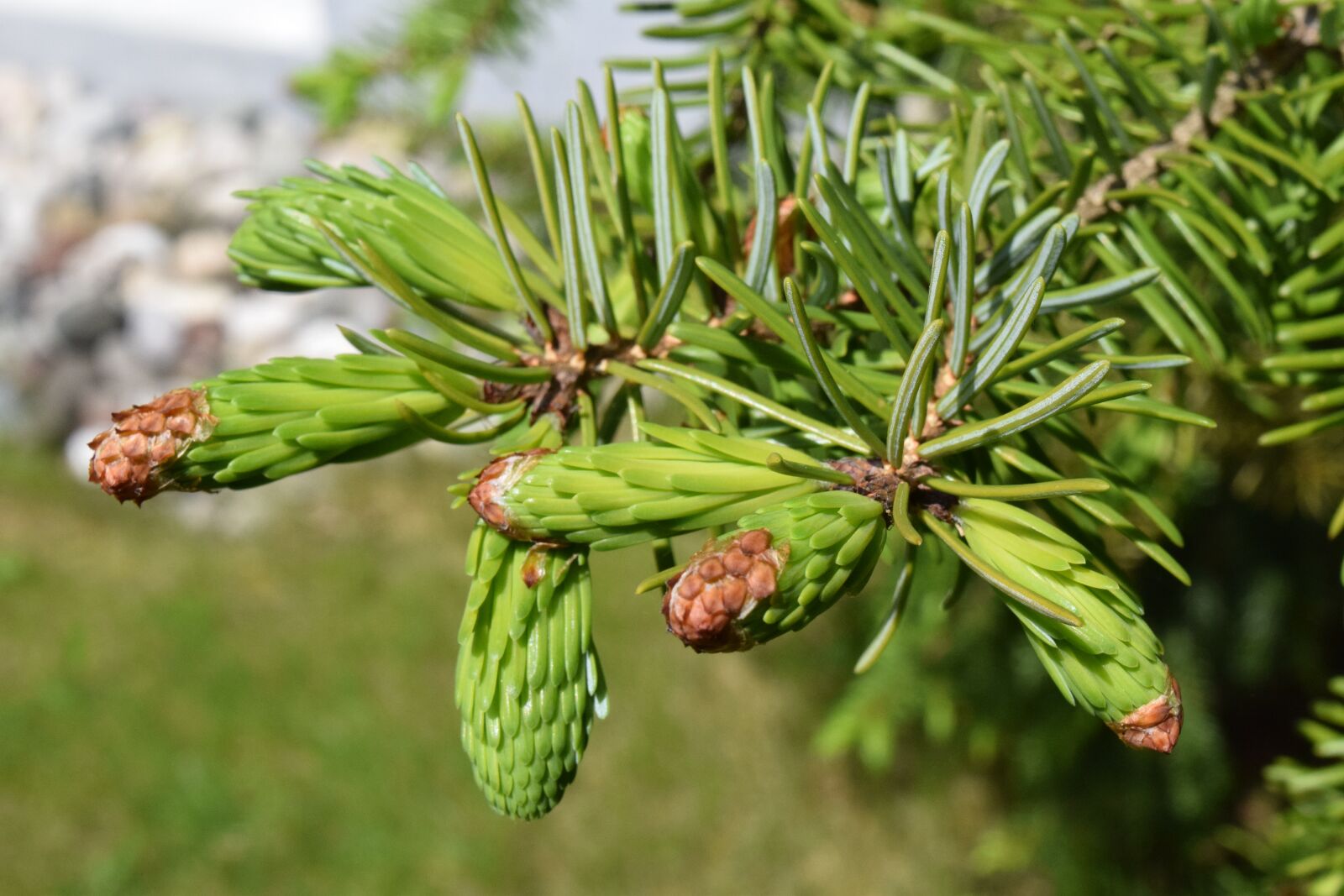 Nikon D3300 sample photo. Spruce, young, shoots photography