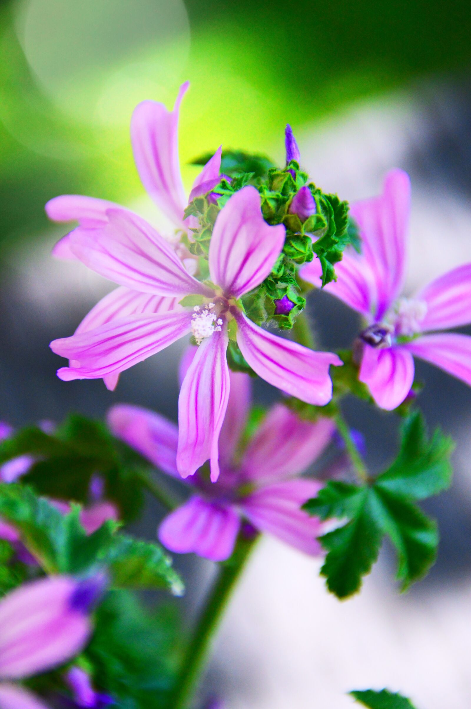 Nikon D3200 sample photo. Wildflowers, wild flowers, meadow photography