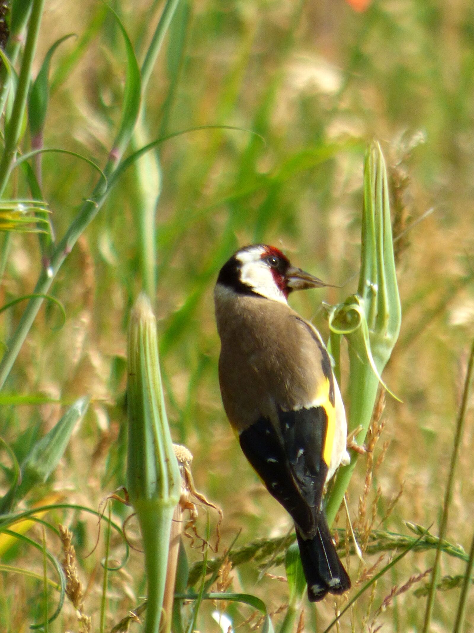 Panasonic DMC-FZ72 sample photo. Bird, colors, goldfinch photography