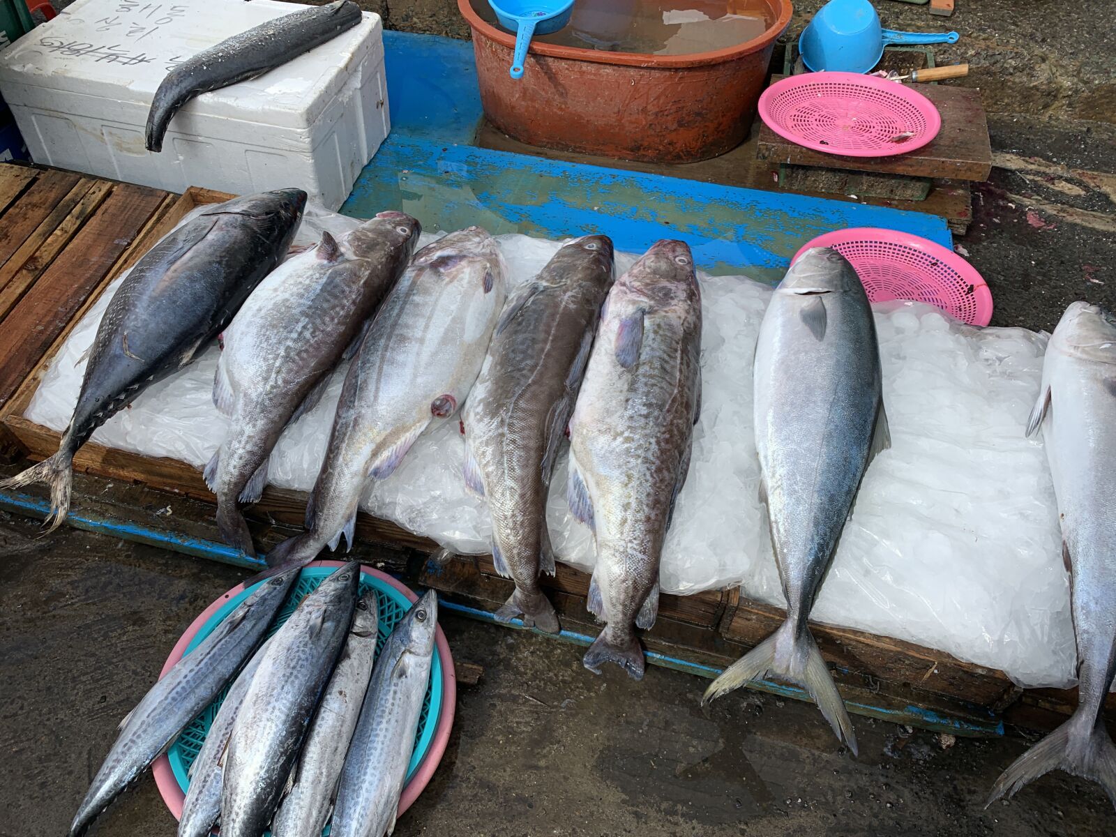 Apple iPhone XS sample photo. Fish, busan, korea photography