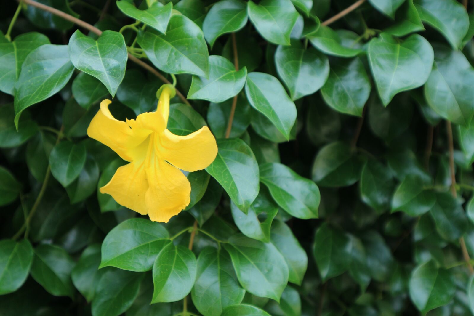 Canon EOS M10 sample photo. Plant, ornamental, kind of photography