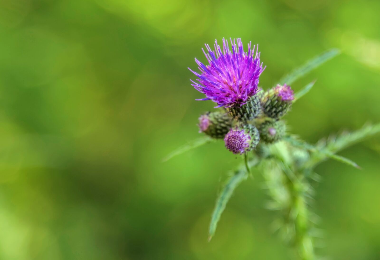 Canon EF 24-105mm F4L IS USM sample photo. Flower, thistle, plant photography