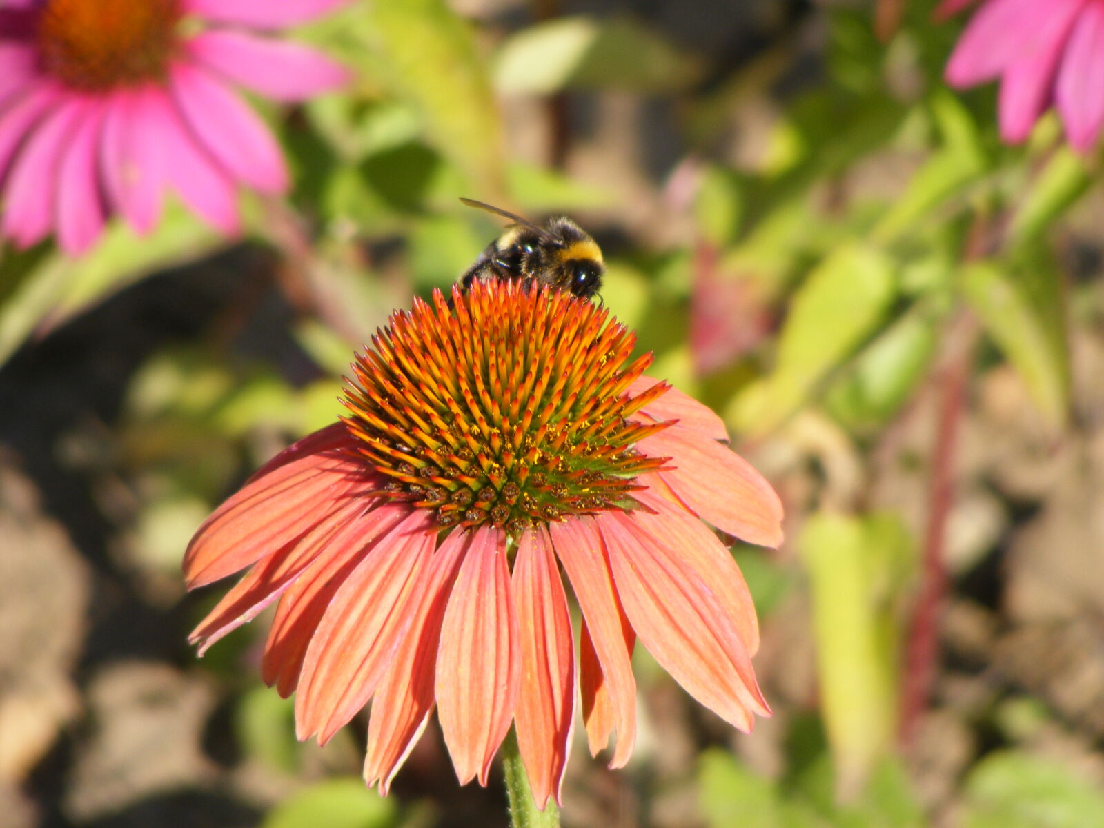 Fujifilm FinePix S5700 S700 sample photo