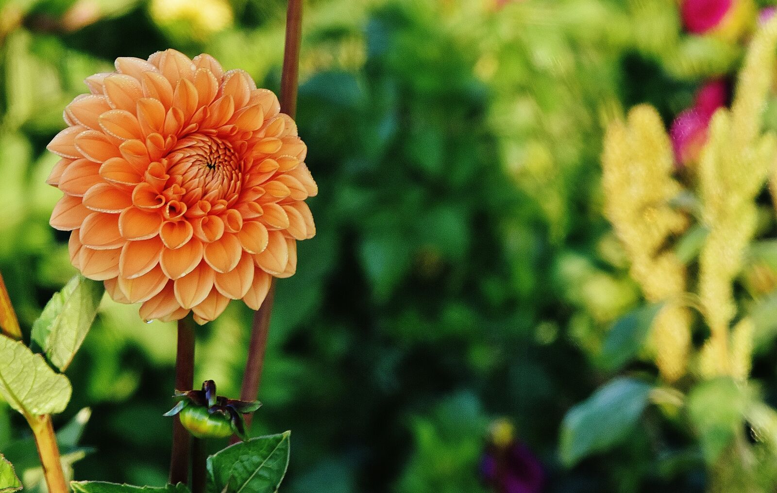Nikon D7200 sample photo. Dahlia, dahlias, autumn photography