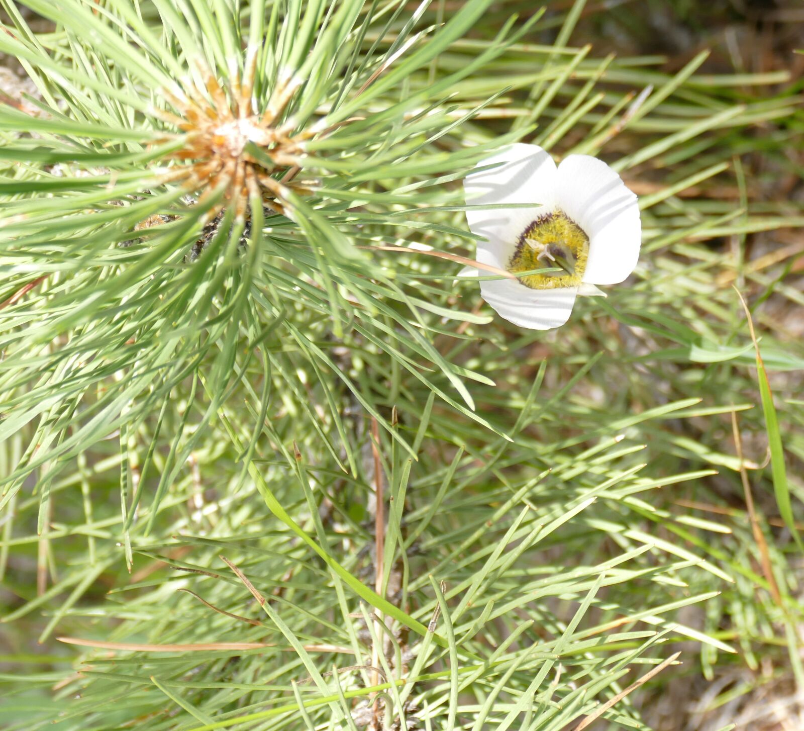 Panasonic Lumix DMC-FZ1000 sample photo. Sego lily with pine photography