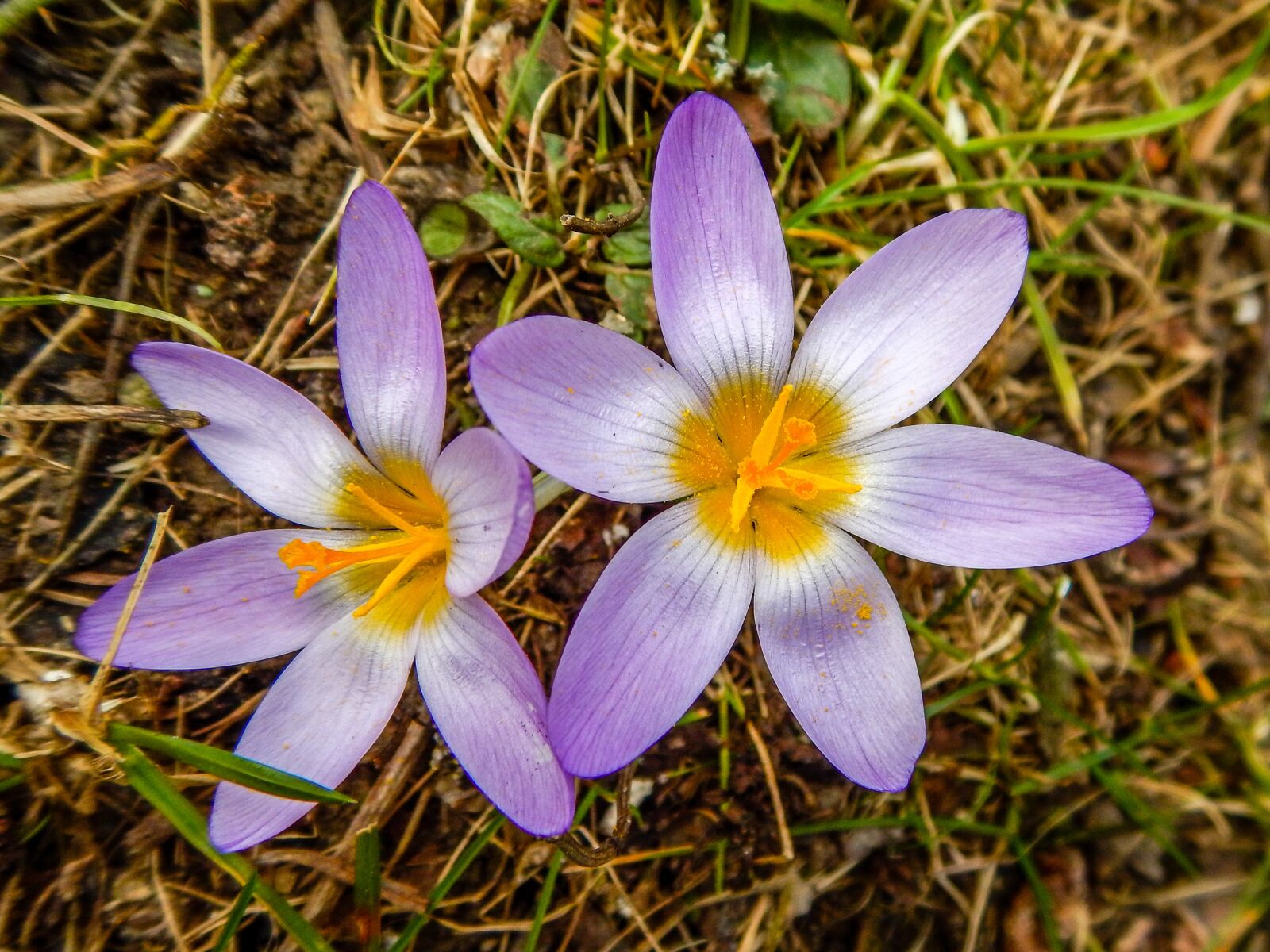 Nikon Coolpix AW130 sample photo. Crocus, flower, close up photography