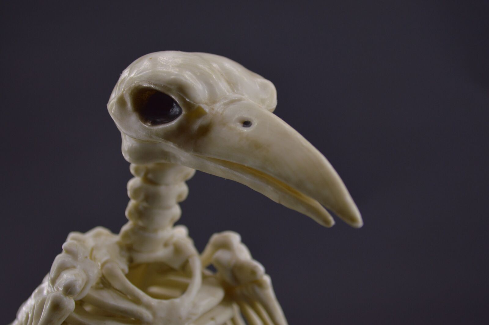 Nikon D3200 sample photo. Crow, skeleton, halloween photography