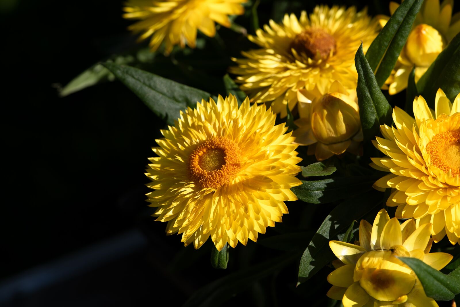 Nikon D750 sample photo. Flowers, yellow, straw flowers photography