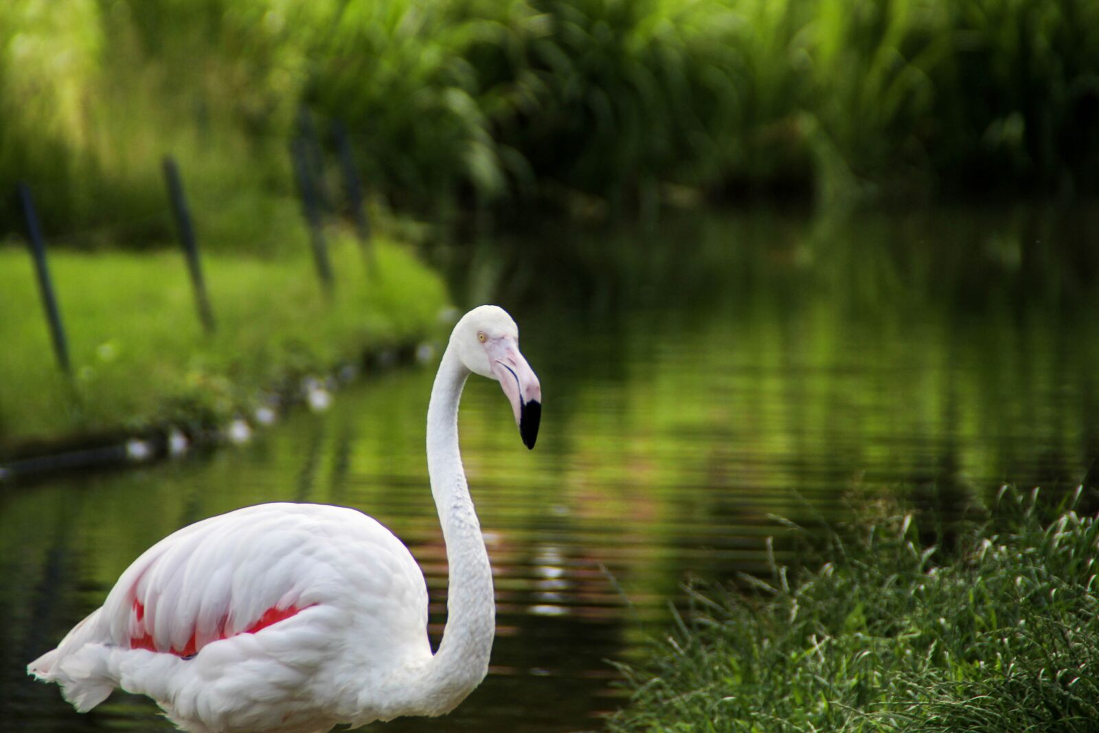 Canon EOS 700D (EOS Rebel T5i / EOS Kiss X7i) sample photo. Nature, puddle, lake photography