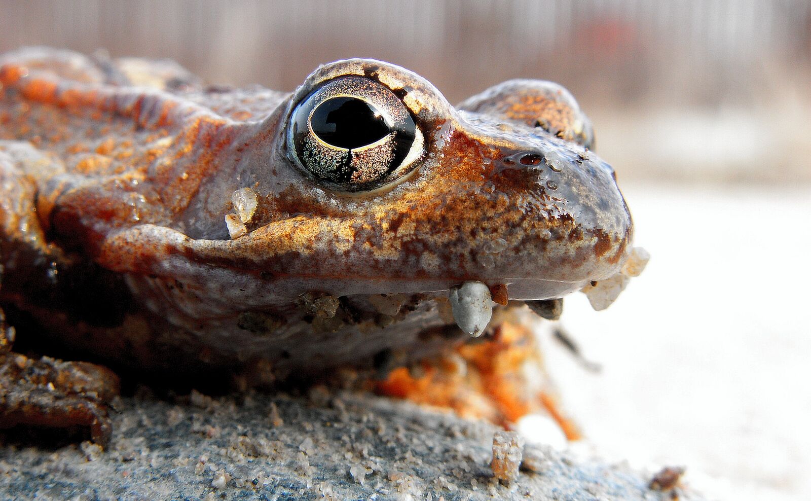 KONICA MINOLTA DiMAGE Z5 sample photo. Nature, animals, reptiles photography
