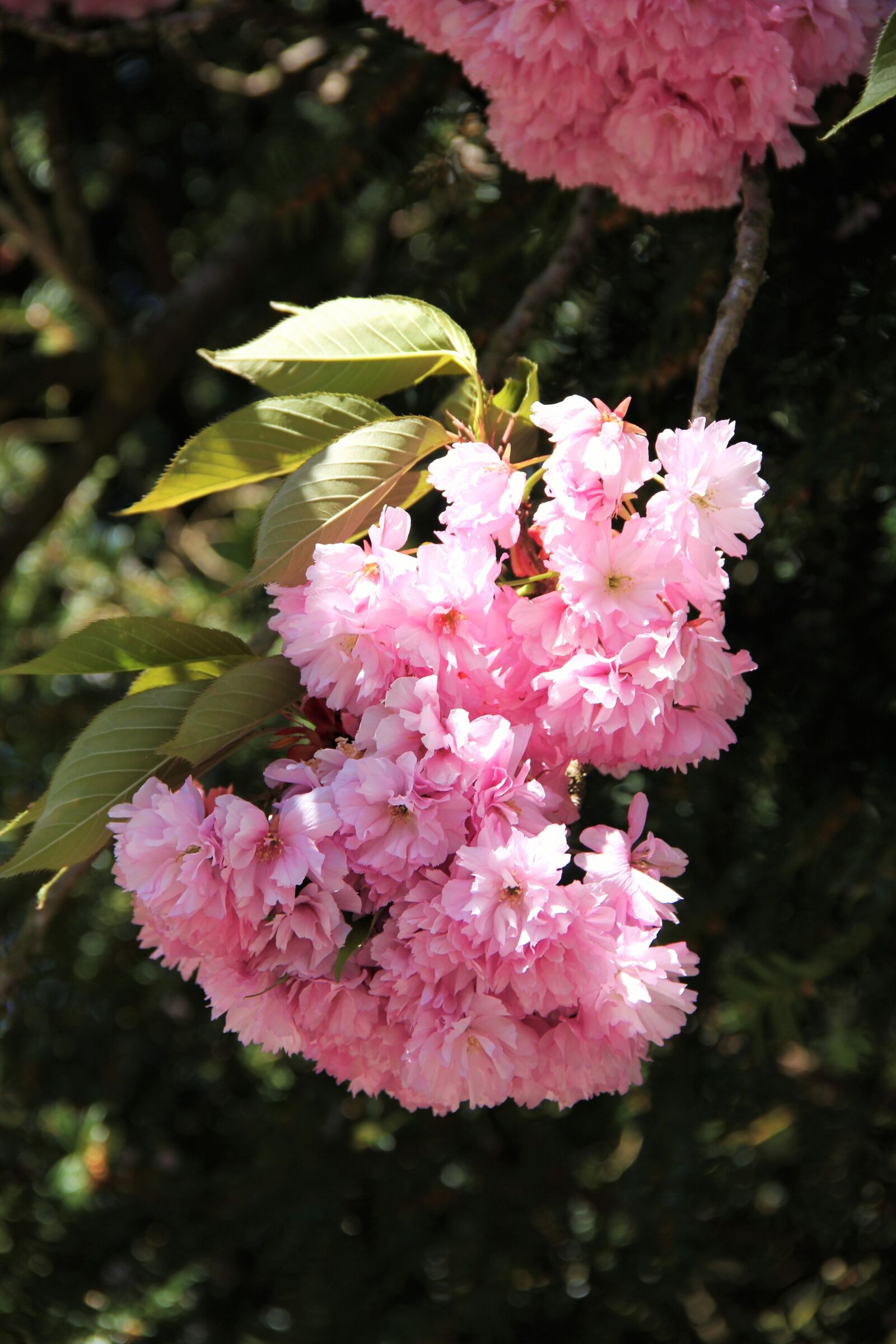 Canon EOS 550D (EOS Rebel T2i / EOS Kiss X4) sample photo. Flower umbel, cherry blossom photography