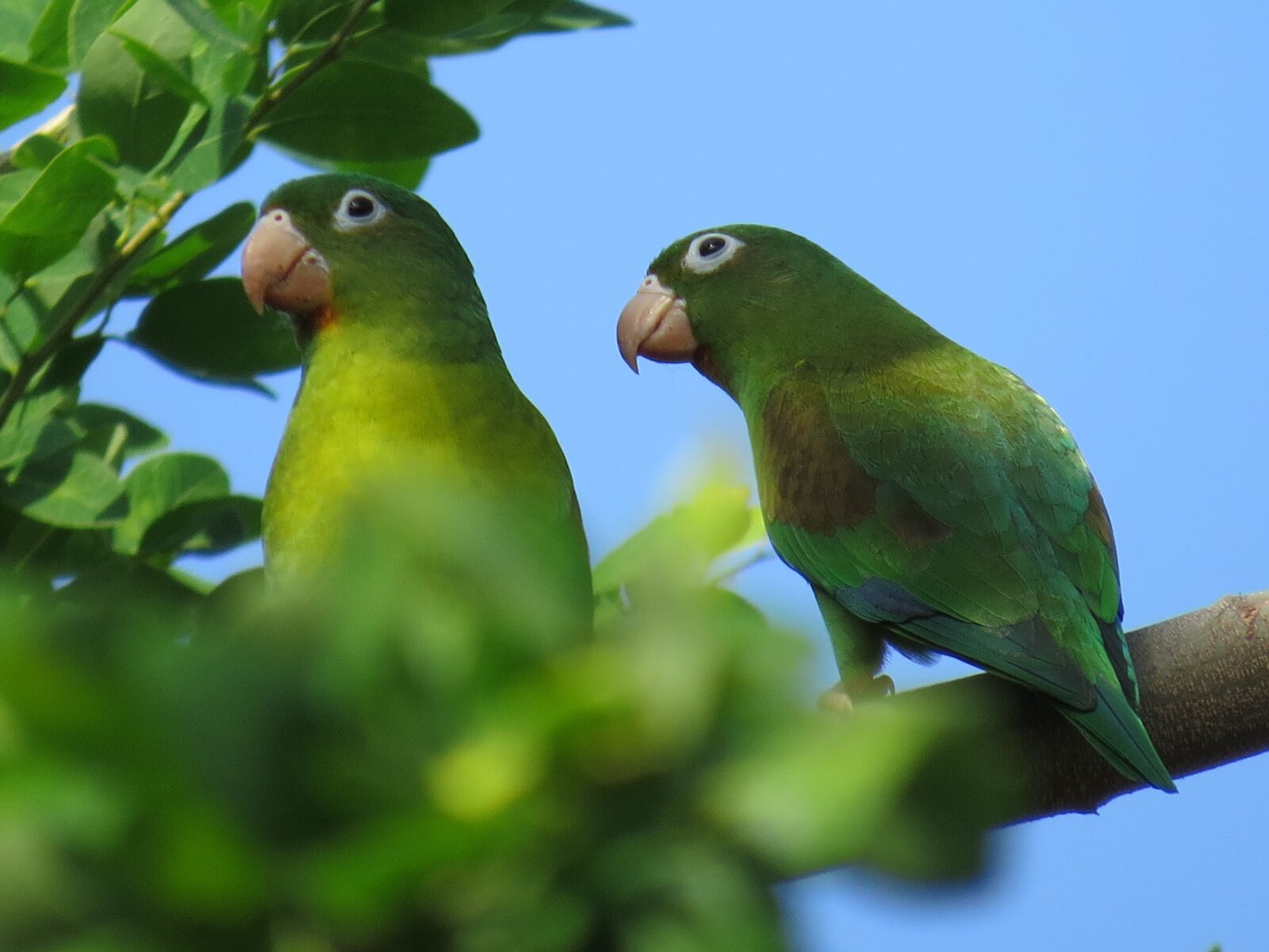 Canon PowerShot SX50 HS sample photo. Parrot, bird, ave photography