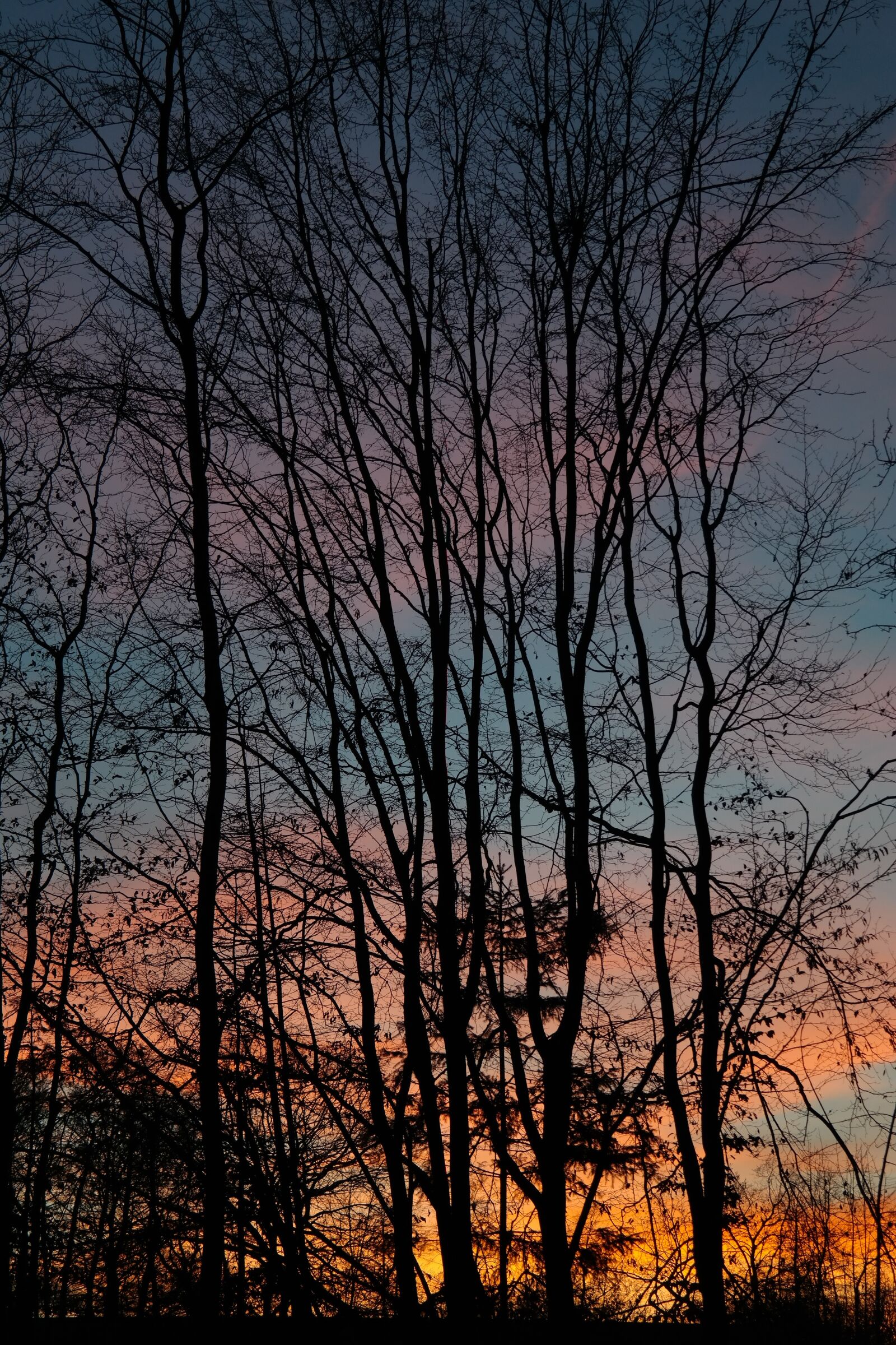 Samsung NX300 sample photo. Trees, tree trunks, sunset photography